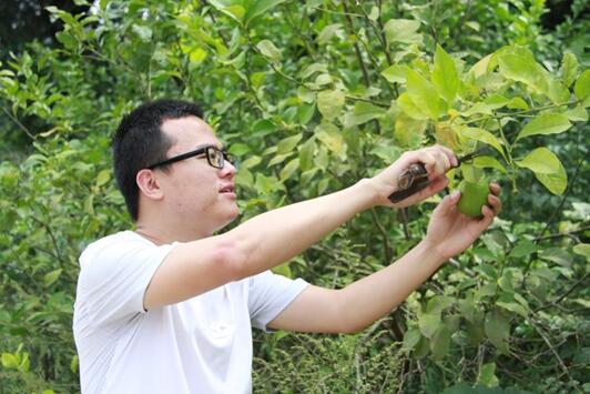 國網(wǎng)樂至縣供電分公司:檸檬飄香玉米黃 騎龍廟村迎來“豐收季”