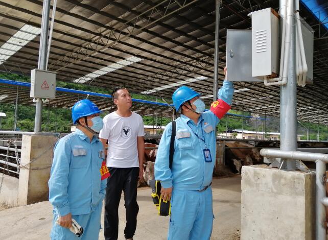 廣西寧明供電公司優(yōu)質(zhì)電力助力養(yǎng)殖事業(yè)越來越“牛”