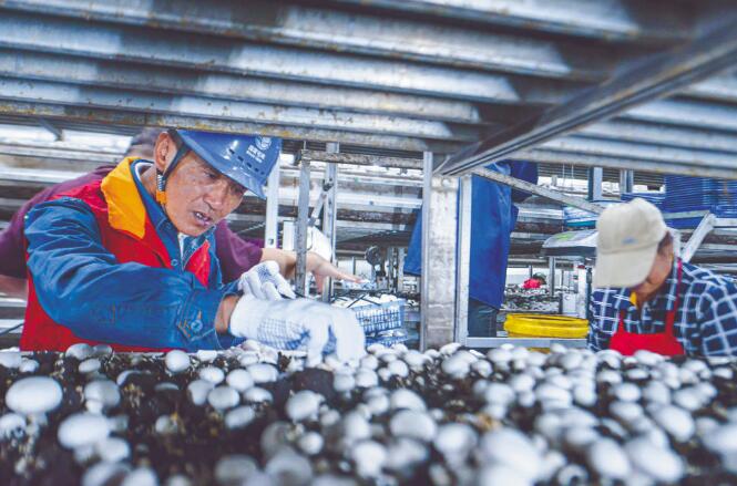 安徽灣沚供電公司:打造先鋒團隊 服務(wù)鄉(xiāng)村振興