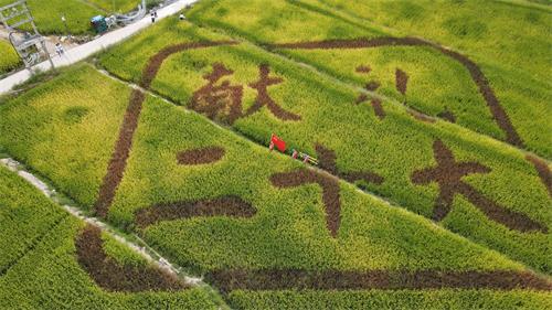 國(guó)網(wǎng)壽寧縣供電公司:“黨建+服務(wù)”助力秋收“谷滿倉(cāng)”