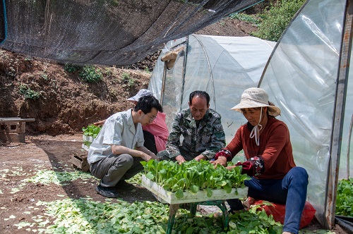 國網(wǎng)會理市供電公司:做好電力保障 護(hù)航煙苗移栽