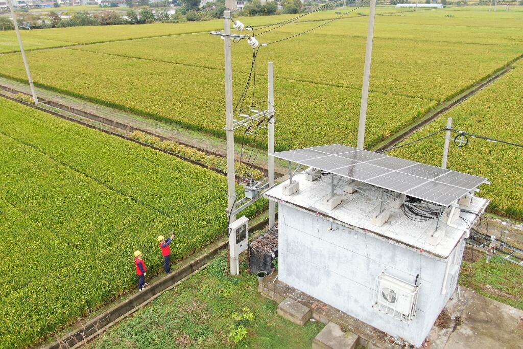 國(guó)網(wǎng)余姚市供電公司:晚稻飄香季 電助好“豐”光