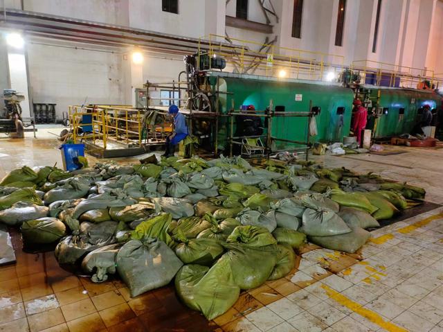 華東區(qū)域最大發(fā)電廠遭遇海蜇危機：循泵房面臨被堵，員工24小時抓海蜇